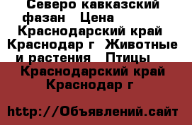 Северо кавказский фазан › Цена ­ 1 300 - Краснодарский край, Краснодар г. Животные и растения » Птицы   . Краснодарский край,Краснодар г.